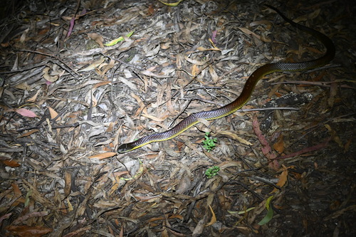 Tiger Snake sighting