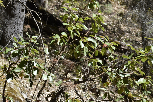 Arbutus madrensis (Arbutus madrensis)