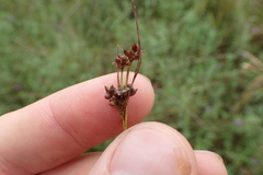 Rhynchospora globularis