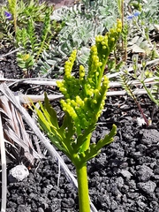 Botrychium lanceolatum