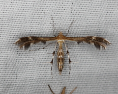 Dejongia lobidactylus