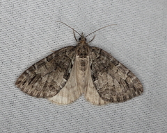 Hydriomena divisaria