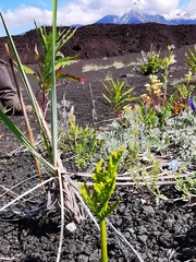 Botrychium lanceolatum