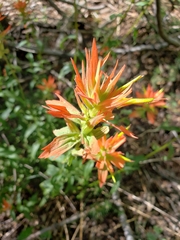 Castilleja miniata miniata