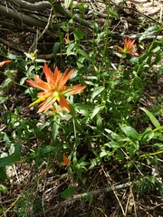 Castilleja miniata miniata