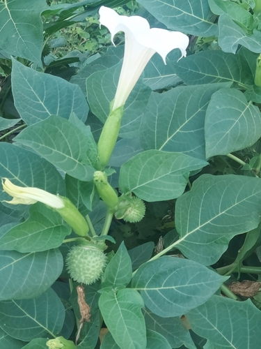 Image of Datura metel by (c) Raja Sekhar Chimirala, some rights reserved (CC BY)