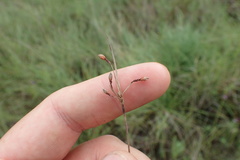 Fimbristylis puberula