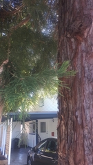 Sequoiadendron giganteum