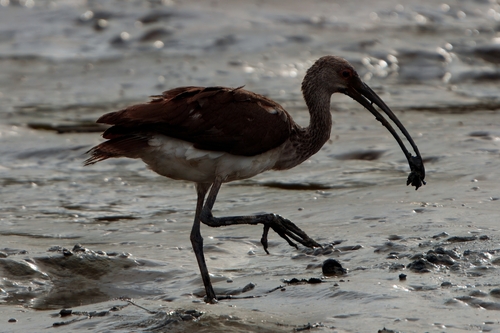 Ibis blanc, jeune