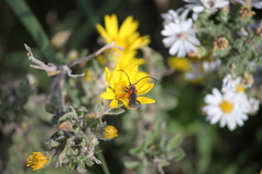 Crossidius coralinus