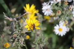 Crossidius coralinus