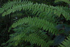 Nephrolepis undulata