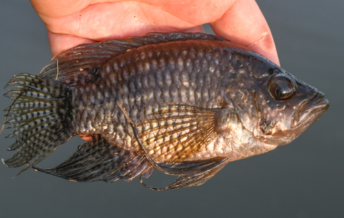 Bigeye cichlid (Acaronia nassa) — Cichlidae — 2