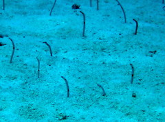 Heteroconger hassi
