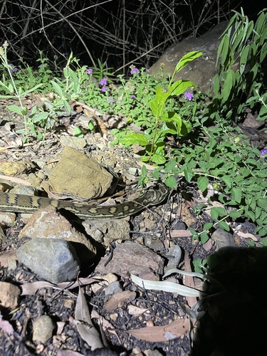 Coastal Carpet Python sighting