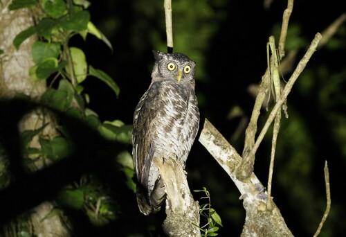 Akun Eagle-Owl (Ketupa leucosticta), photo 7