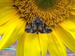 Autographa californica