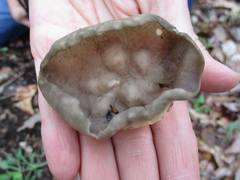 Helvella acetabulum