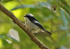 Ficedula westermanni