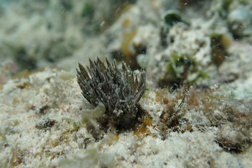 Symploca hydnoides, 2024-12-07