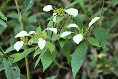 Mussaendeae