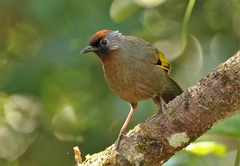 Trochalopteron melanostigma