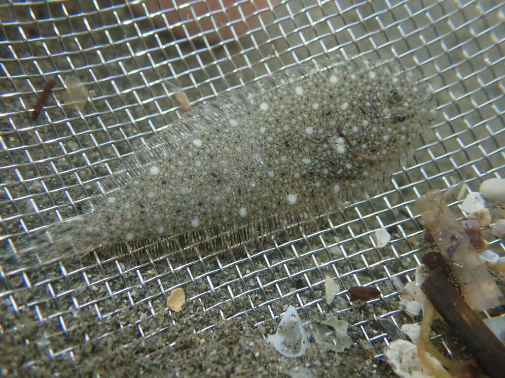 Speckled sole (Peltorhamphus latus) — Pleuronectidae