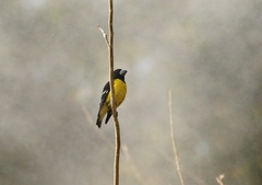 Mycerobas melanozanthos