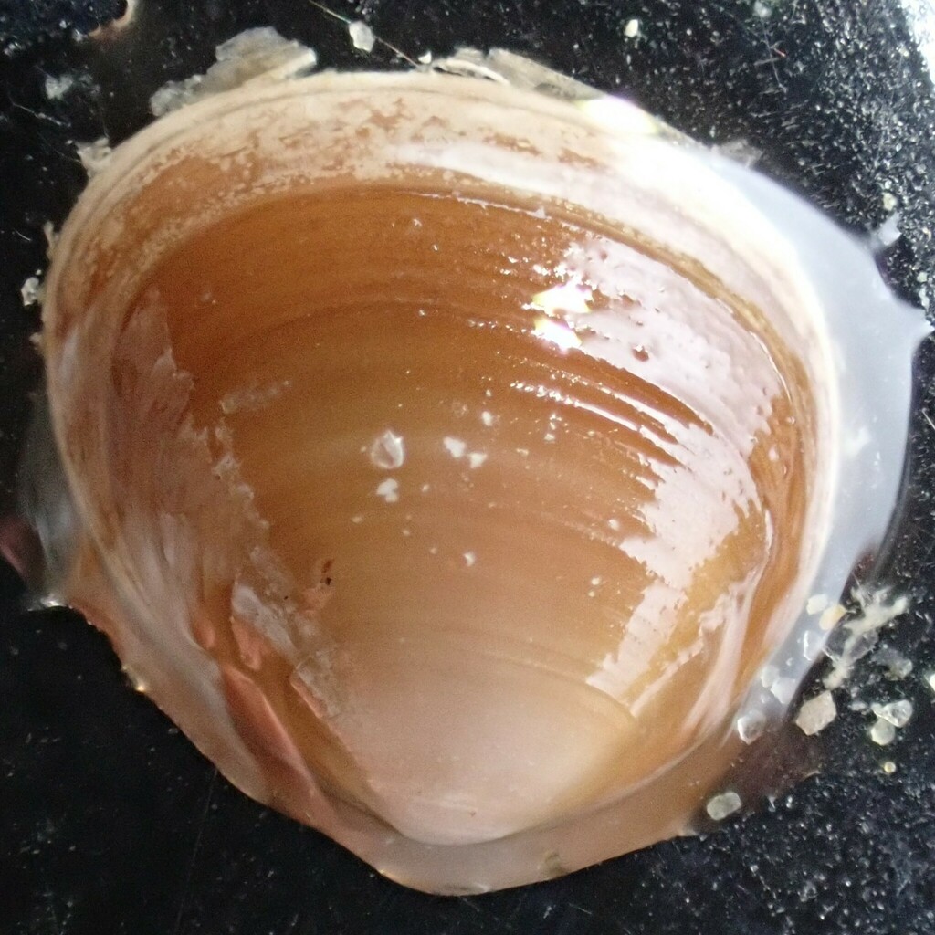 Arthritica bifurca