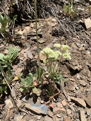Oligogonum