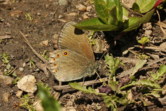 Coenonympha haydenii