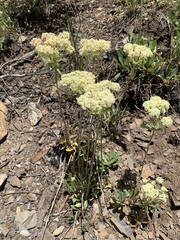 Oligogonum