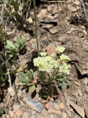 Oligogonum