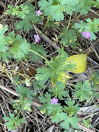 Geranium core-core, 2024-12-03
