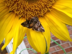 Autographa californica