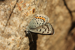 Euphilotes ancilla