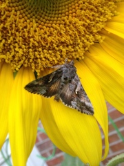 Autographa californica