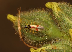 Tupiocoris californicus