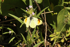 Anthocharis julia sulfuris