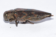 Actenodes calcaratus