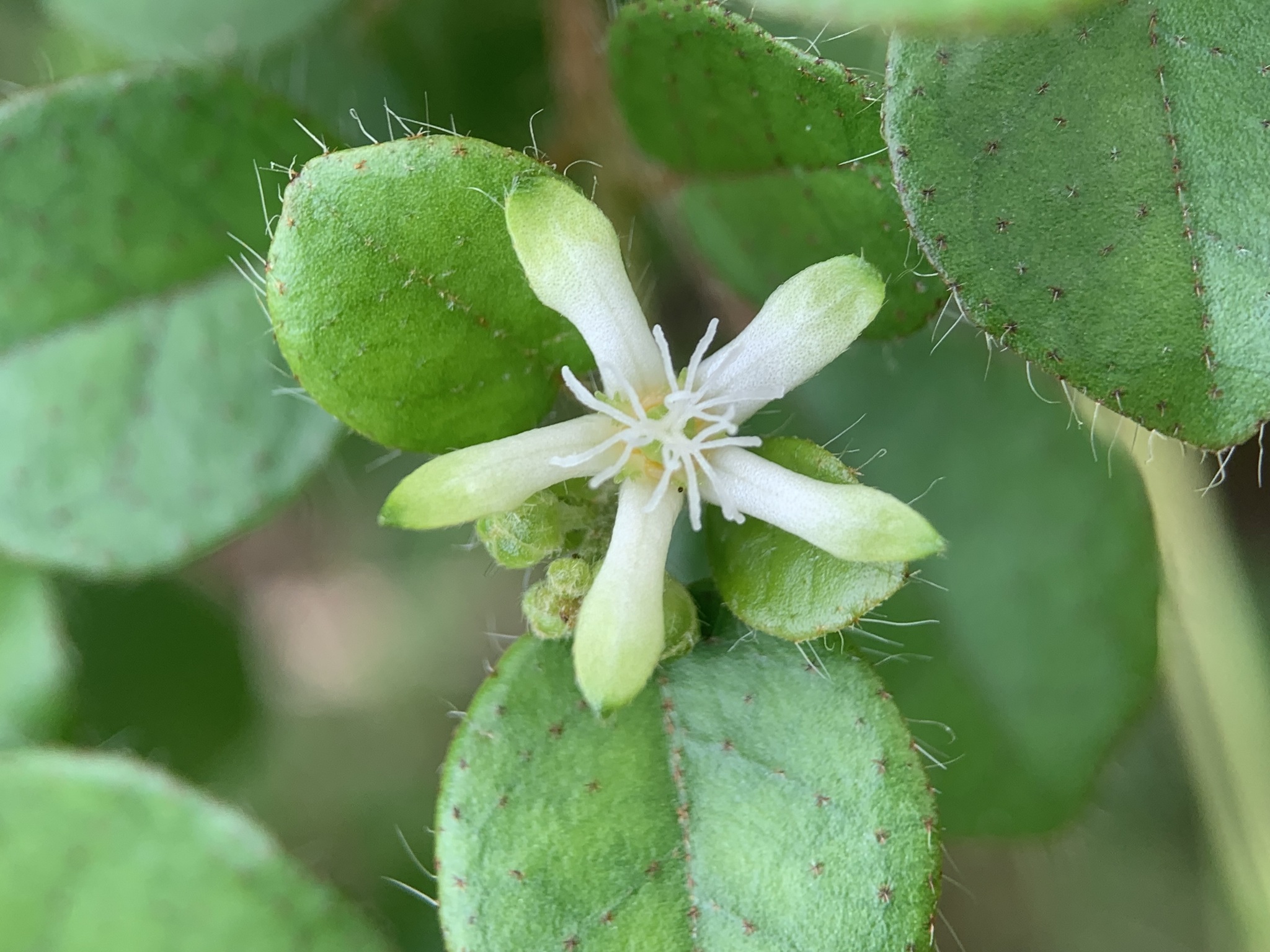 Croton fishlockii