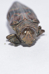 Actenodes calcaratus