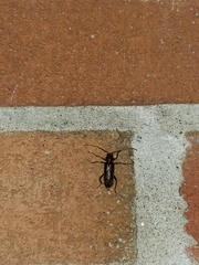 Trichoferus campestris