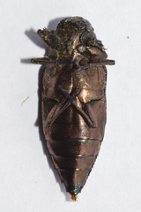 Actenodes calcaratus