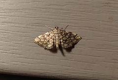 Lygropia rivulalis
