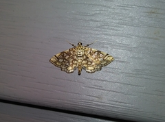 Lygropia rivulalis