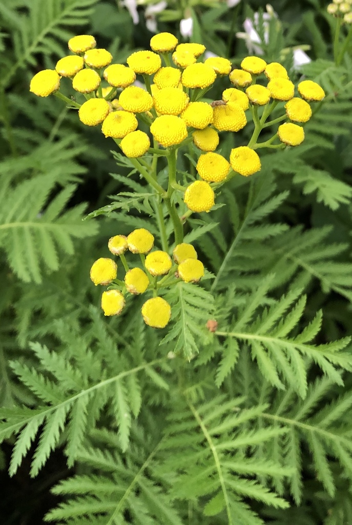 Tanacetum vulgare