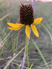 Rudbeckia texana