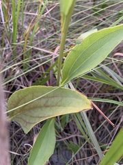 Rudbeckia texana