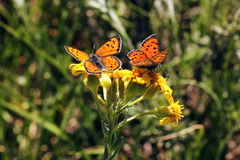 Lycaena cupreus